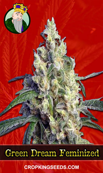 Buy Green Dream Strain Feminized Marijuana Seeds | Crop King Seeds