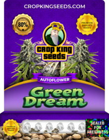 Green Dream Strain