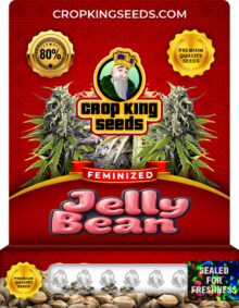 Jelly Bean Strain