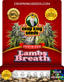 Lambs Breath Strain