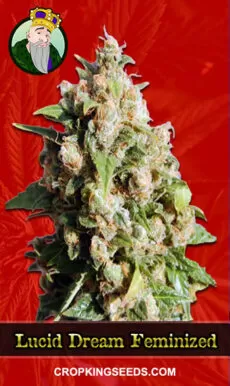 Lucid Dream Strain