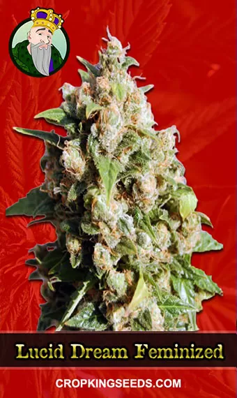 Buy Lucid Dream Strain Feminized Marijuana Seeds | Crop King Seeds