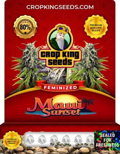 Maui Sunset Strain