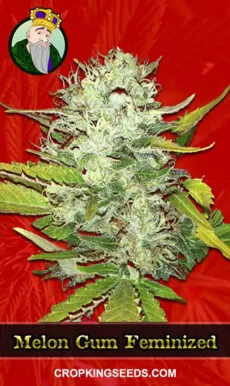 Melon Gum Strain