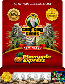 Pineapple Express Strain