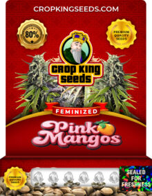 Pink Mango Strain
