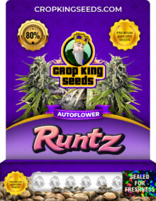 Runtz Strain