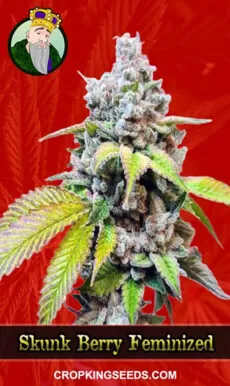 Buy Skunk Berry Strain Feminized Marijuana Seeds | Crop King Seeds