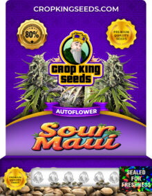 Sour Maui Strain