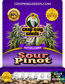 Sour Pinot Strain
