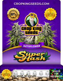 Super Hash Strain