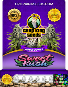 Sweet Kush