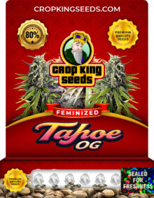 Tahoe OG Strain