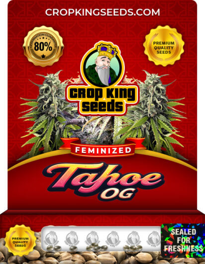 Tahoe OG Strain