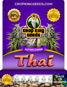 Thai Strain
