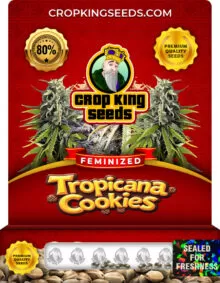 Tropicana Cookies Strain