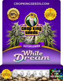 White Dream Strain
