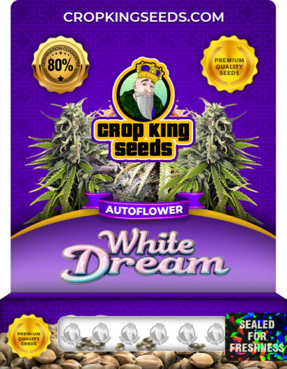 White Dream Strain