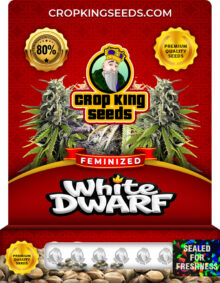 White Dwarf Strain