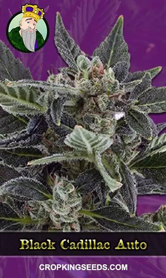 Black Cadillac Strain