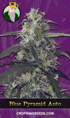 Blue Pyramid Strain