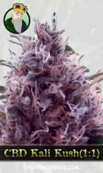 CBD Kali Kush (1:1)