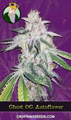 Ghost OG Strain