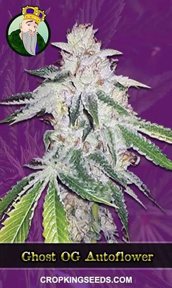 Ghost OG Strain