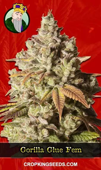 Gorilla Glue Purple Strain, 21% THC, Buy Weed Seeds