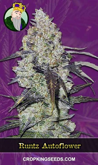 Runtz Strain