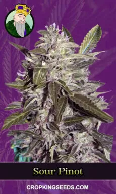 Buy Sour Pinot Strain Autoflowering Marijuana Seeds | Crop King Seeds