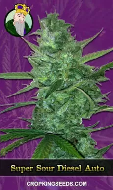 Super Sour Diesel Strain