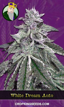 White Dream Strain