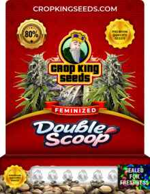 Double Scoop Strain