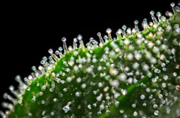 Trichomes