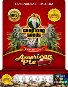 American Pie Strain