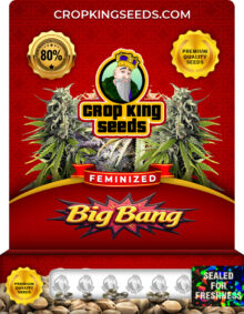 Big Bang Strain