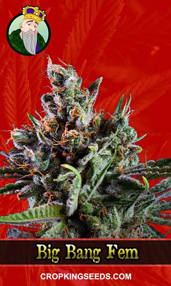 Buy Big Bang Strain Feminized Marijuana Seeds