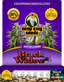 Black Widow Strain