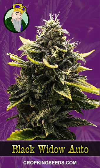 Black Widow Strain