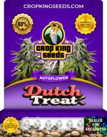 Dutch Treat Strain