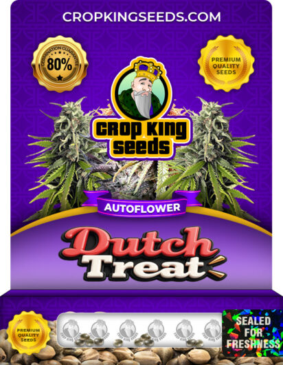 Dutch Treat Strain