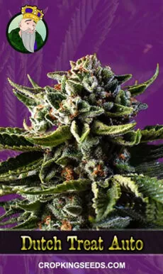 Dutch Treat Strain