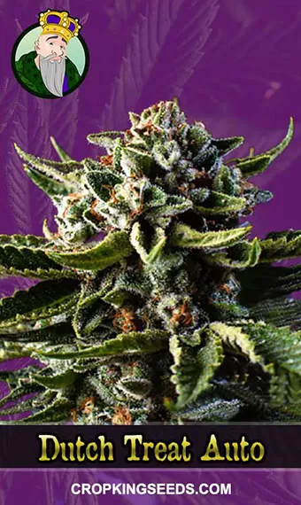 Dutch Treat Strain