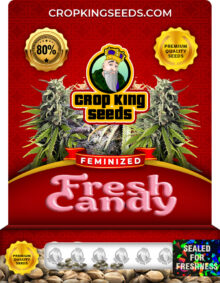 Fresh Candy Strain