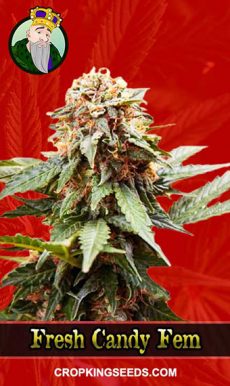 Buy Fresh Candy Strain Feminized Marijuana Seeds | Crop King Seeds