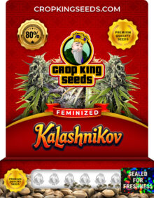 Kalashnikov Strain