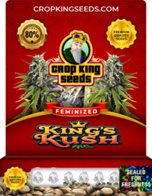 King's Kush