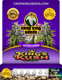 King's Kush