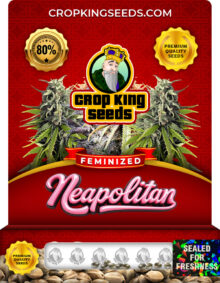 Neapolitan Strain